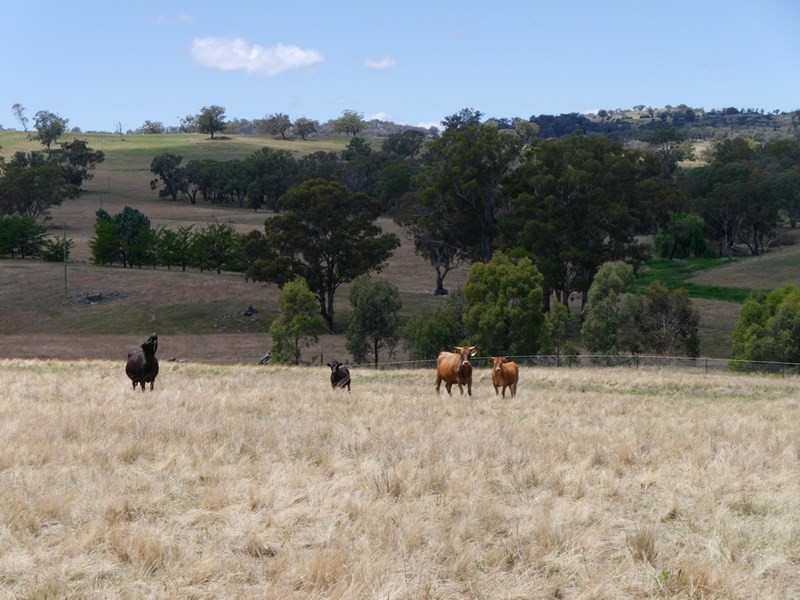 Lot 1 Bullfrog Road, Woodstock NSW 2793