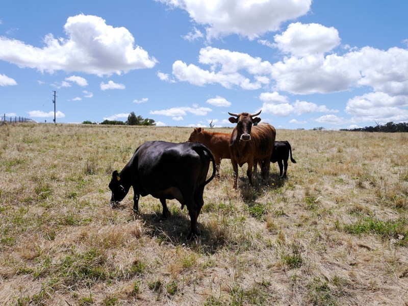 Lot 1 Bullfrog Road, Woodstock NSW 2793