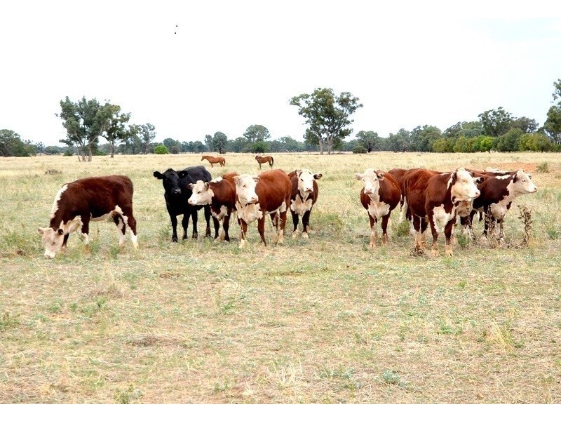 30 Brookman Road, Canowindra NSW 2804