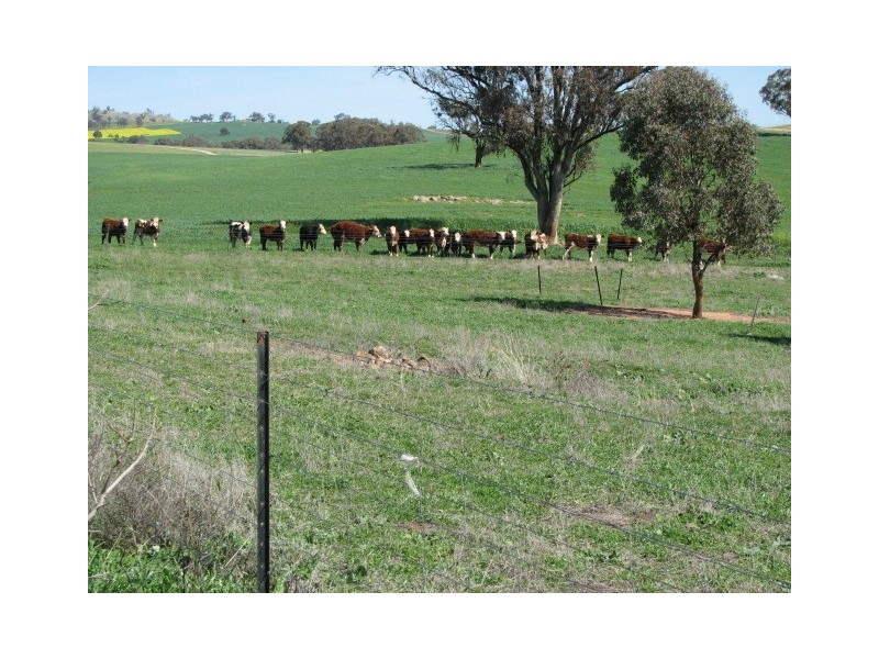 359 Gallaghers Road, Canowindra NSW 2804