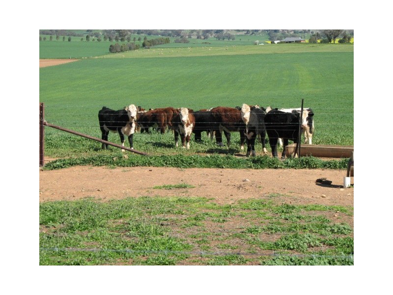 359 Gallaghers Road, Canowindra NSW 2804