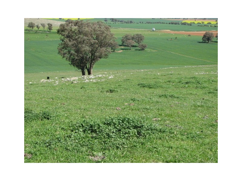 359 Gallaghers Road, Canowindra NSW 2804