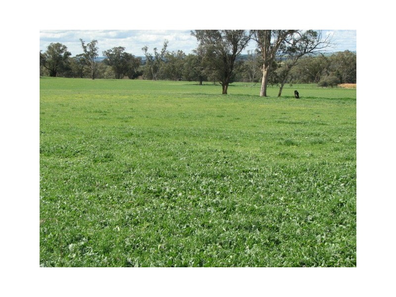 85 Old Boorowa Road, Cowra NSW 2794