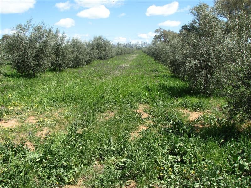 85 Old Boorowa Road, Cowra NSW 2794