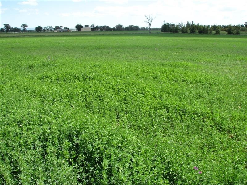 531 Chiverton Road, Cowra NSW 2794