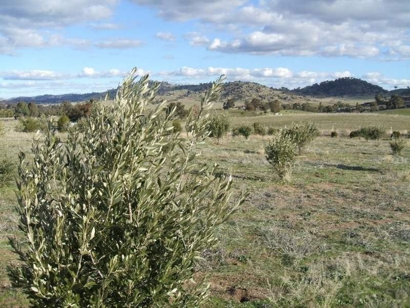 Lot 104 Darbys Falls Road, Wyangala NSW 2808
