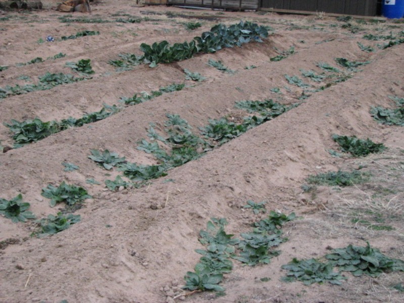 50 Milburn Creek Road, Cowra NSW 2794