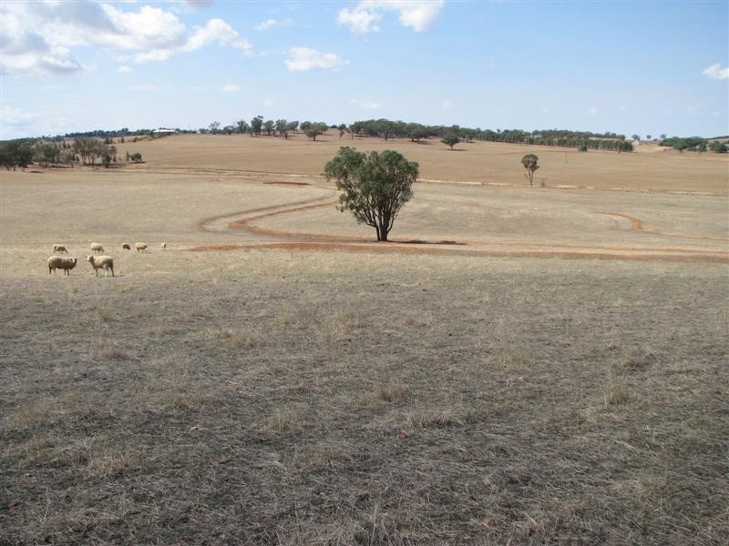 89 Lynchs Lane, Grenfell NSW 2810