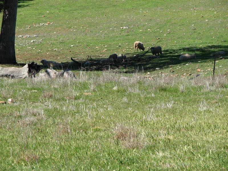 92 Wiannamatta Road, Canowindra NSW 2804