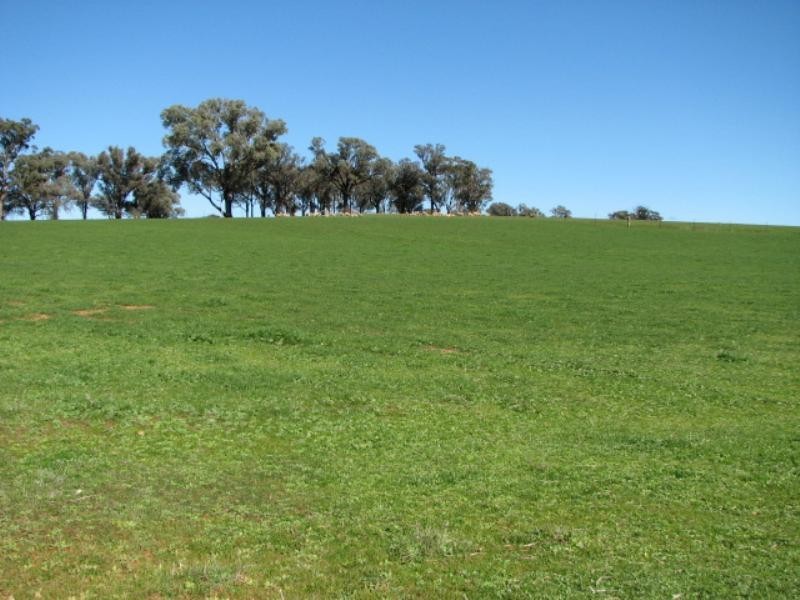 Grenfell NSW 2810