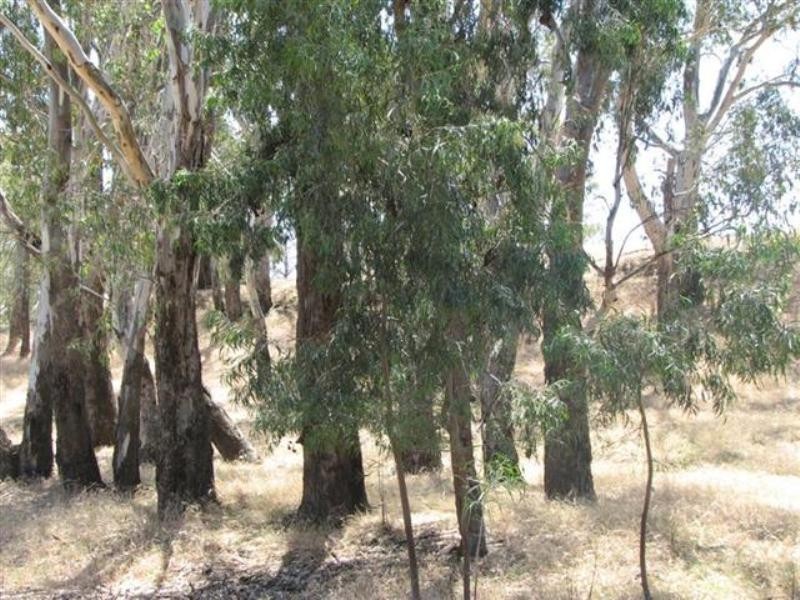 134 Flannerys Road, Wyangala NSW 2808