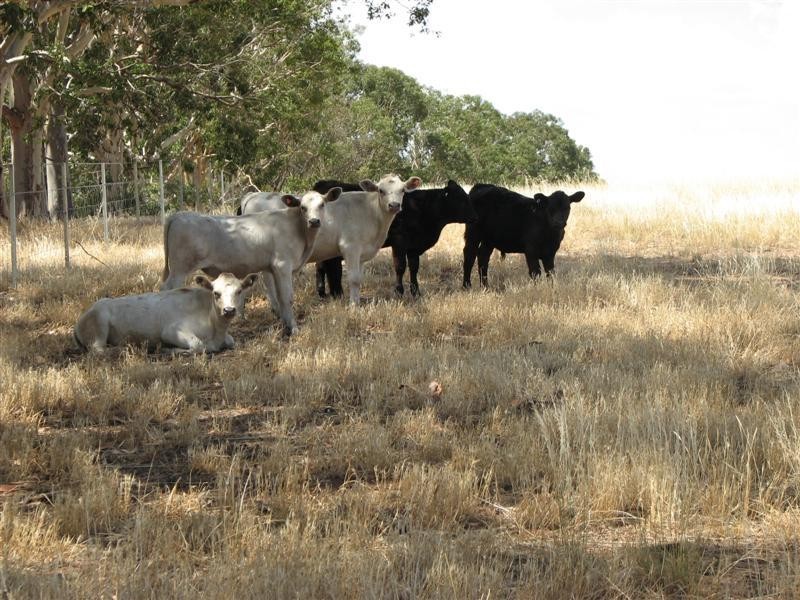 Lot 5 Elouera Road, Cowra NSW 2794