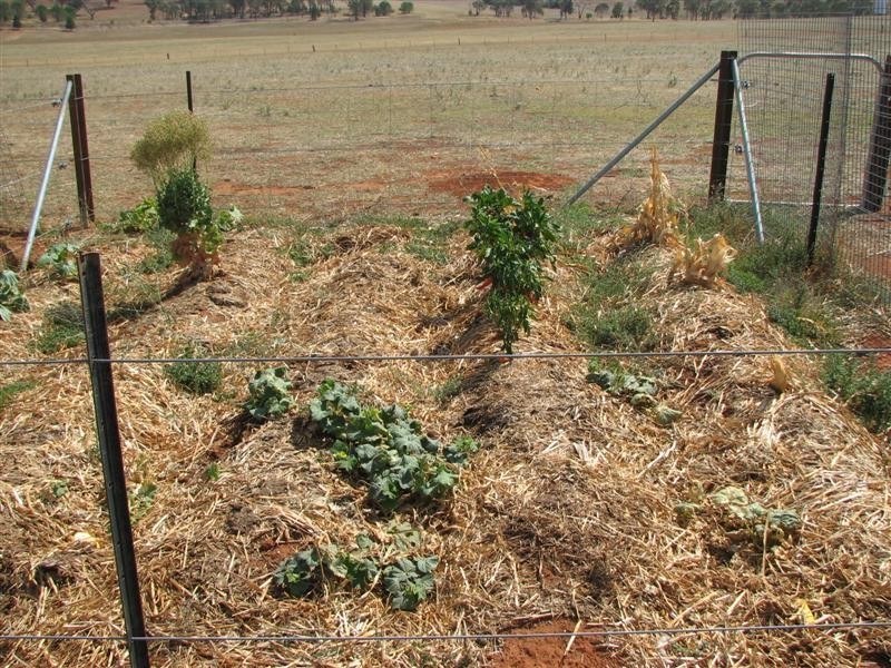 89 Lynchs Lane, Grenfell NSW 2810