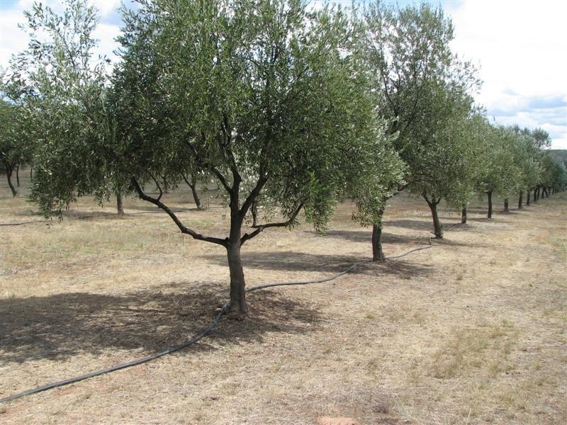 410 Stoney Hill Road, Cowra NSW 2794