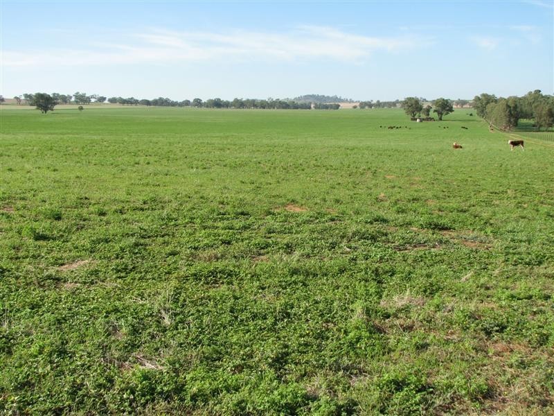 0 Rivers Road, Canowindra NSW 2804