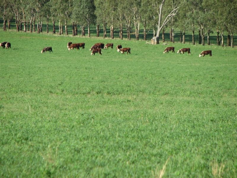 0 Rivers Road, Canowindra NSW 2804