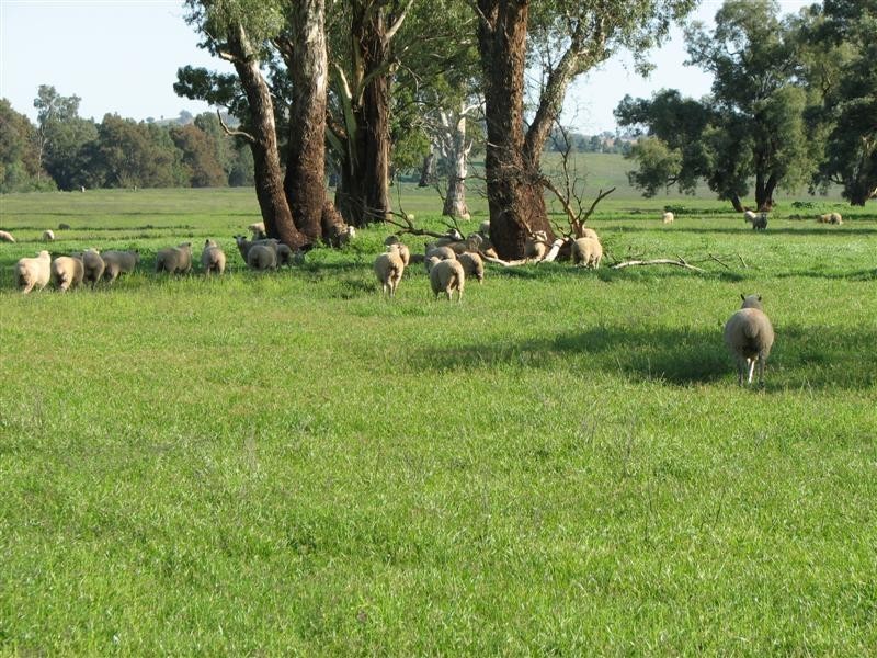 1212 Darbys Falls Road, Cowra NSW 2794