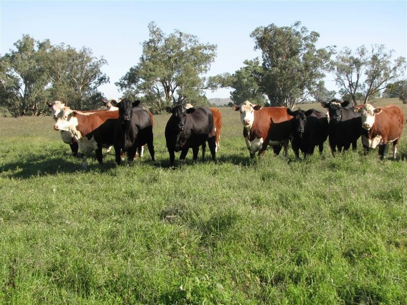 1212 Darbys Falls Road, Cowra NSW 2794