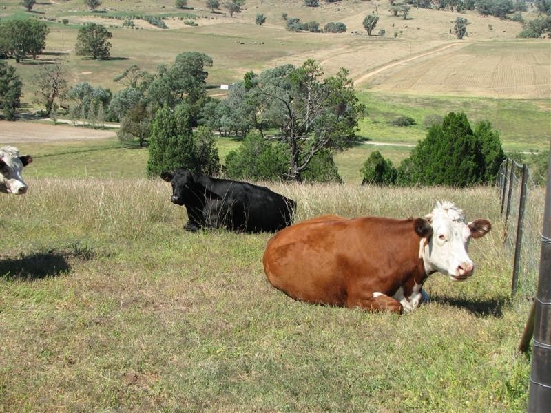 487 Mt McDonald Road, Cowra NSW 2794