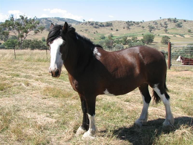 487 Mt McDonald Road, Cowra NSW 2794