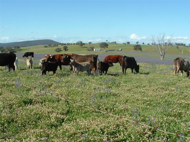 280 Elliots Road, Cowra NSW 2794