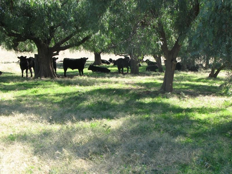 0 Binni Creek Road / George Russell Drive, Cowra NSW 2794