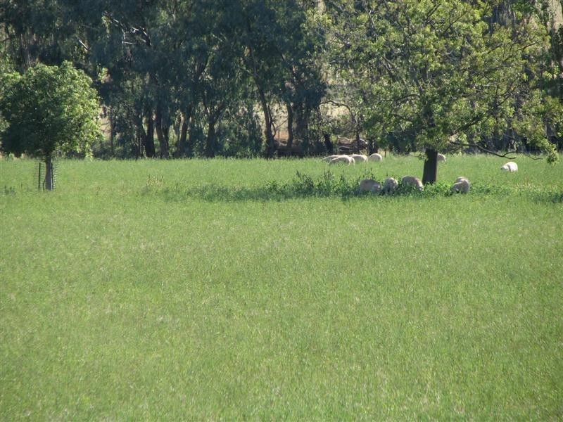 0 Binni Creek Road / George Russell Drive, Cowra NSW 2794