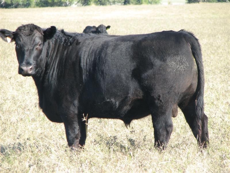 0 Binni Creek Road / George Russell Drive, Cowra NSW 2794