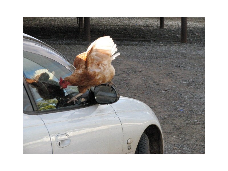 831 Tea Tree Road, Garland NSW 2797