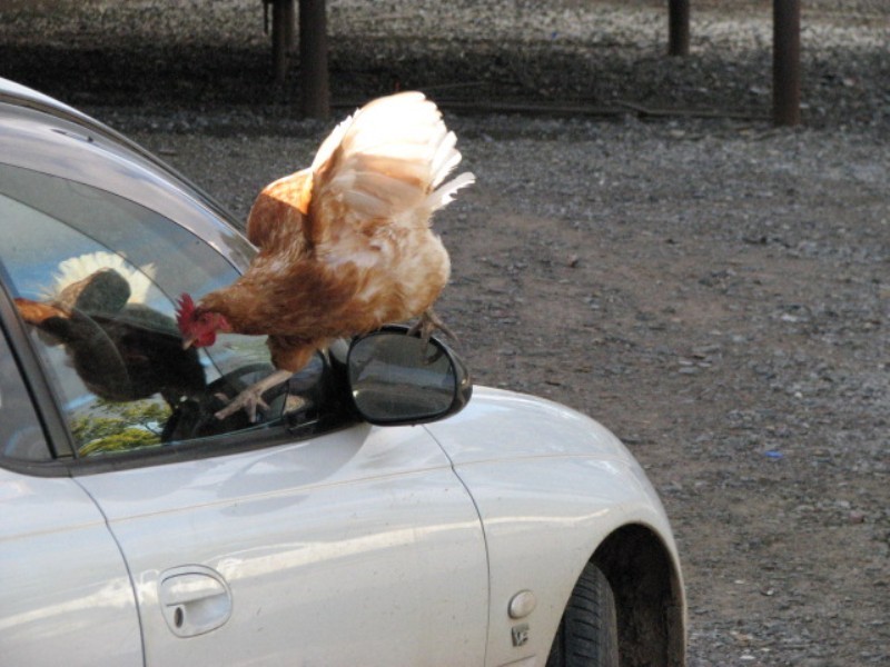 831 Tea Tree Road, Garland NSW 2797