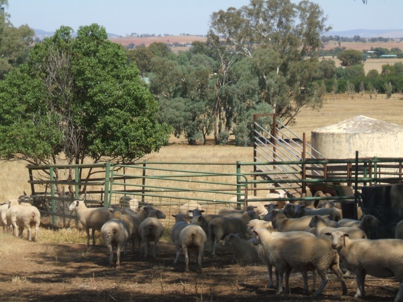 46 Jerula Lane, Cowra NSW 2794