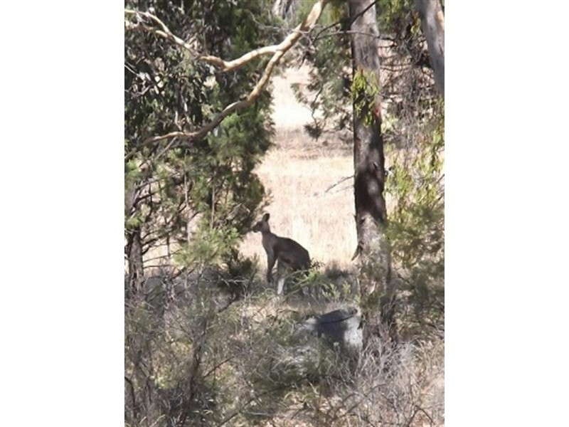 Lot 22 Stoney Hill Road, Cowra NSW 2794