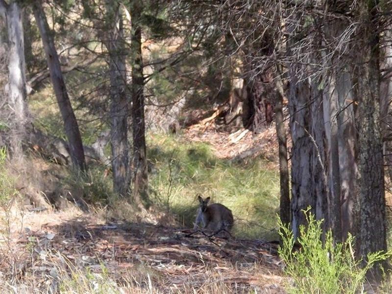 Lot 22 Stoney Hill Road, Cowra NSW 2794