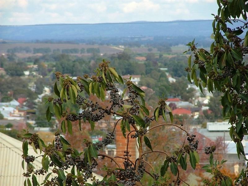 2 Carleton Street, Cowra NSW 2794