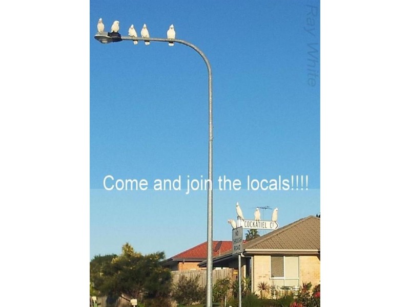 11 Cockatiel Court, Deception Bay QLD 4508