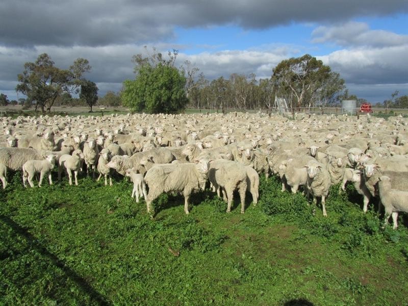 0 “Lytton”, Barham NSW 2732