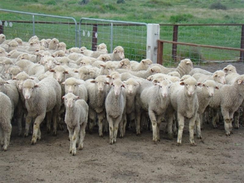 00 Wanganella Moulamein Road, Moulamein NSW 2733