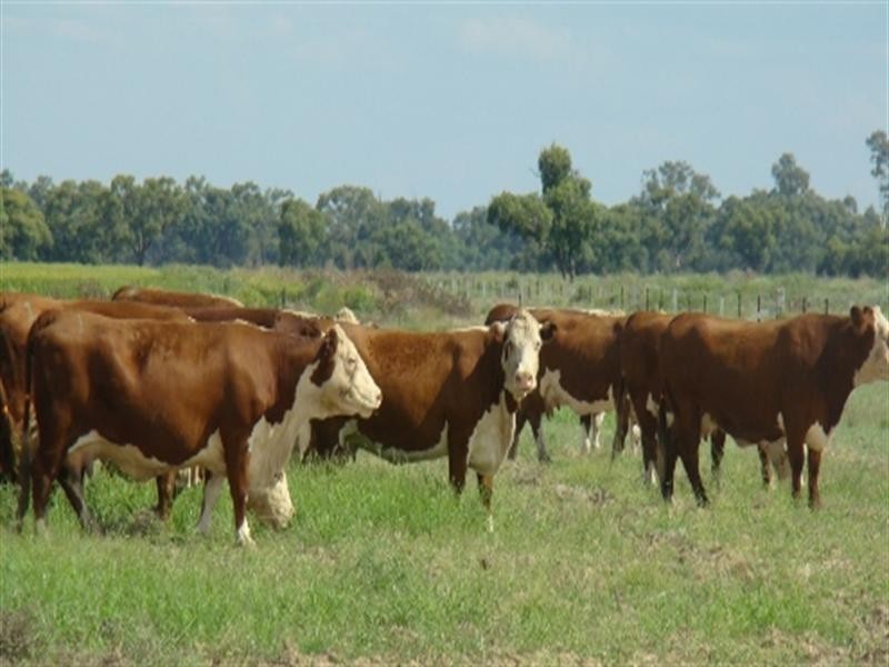 00 Wanganella Moulamein Road, Moulamein NSW 2733