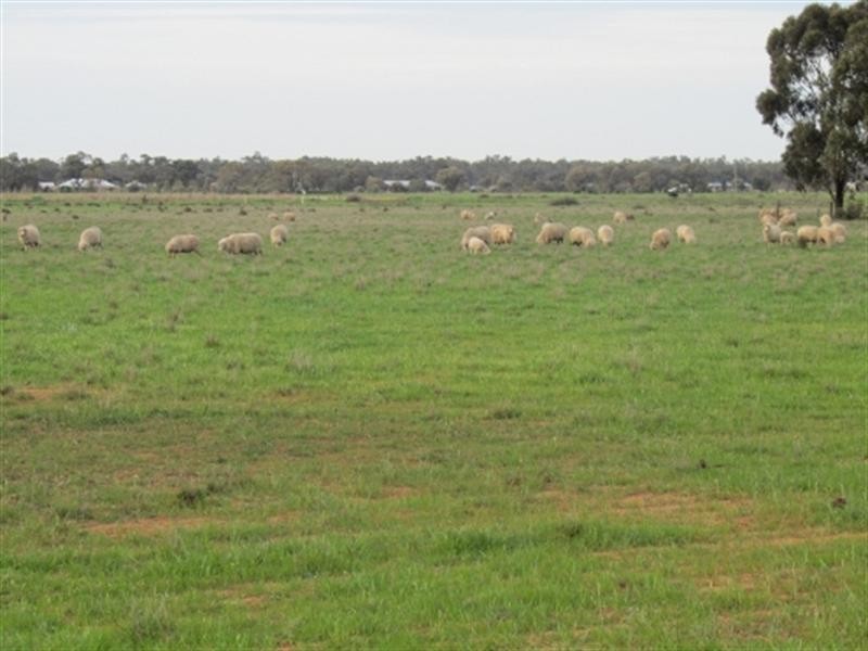 144 Racecourse Road, Deniliquin NSW 2710