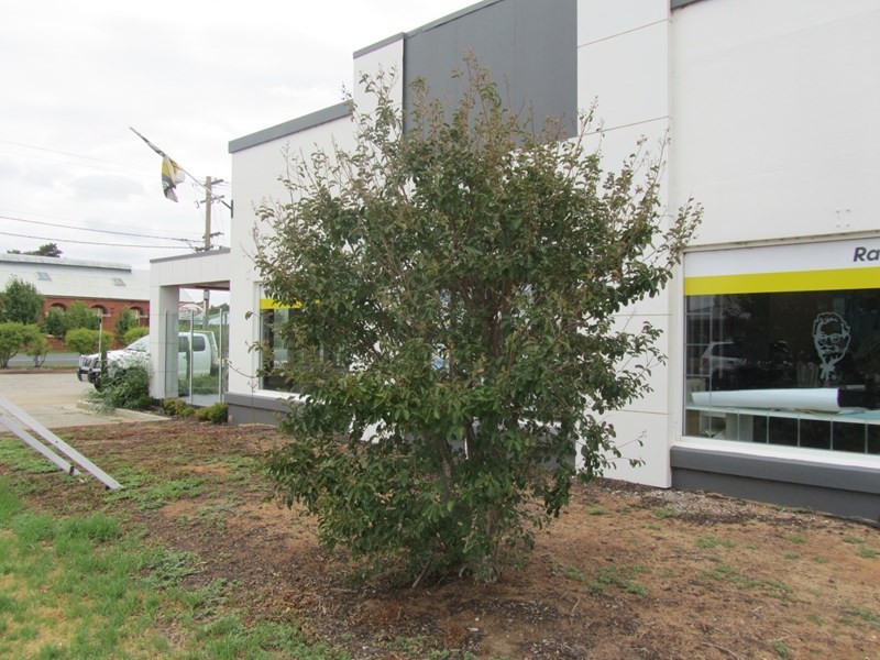 66 Hardinge Street, Deniliquin NSW 2710