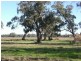 279 Dahwilly Lane, Deniliquin NSW 2710