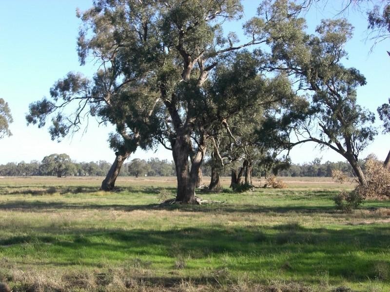 279 Dahwilly Lane, Deniliquin NSW 2710