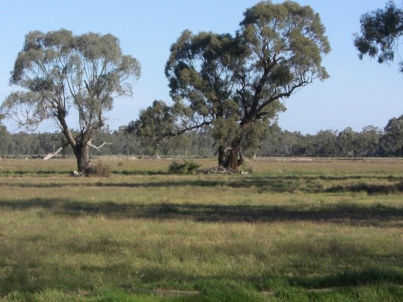 279 Dahwilly Lane, Deniliquin NSW 2710