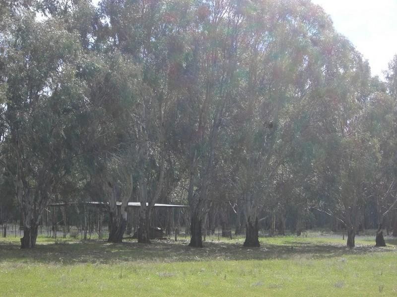 7 Dahwilly Lane, Deniliquin NSW 2710