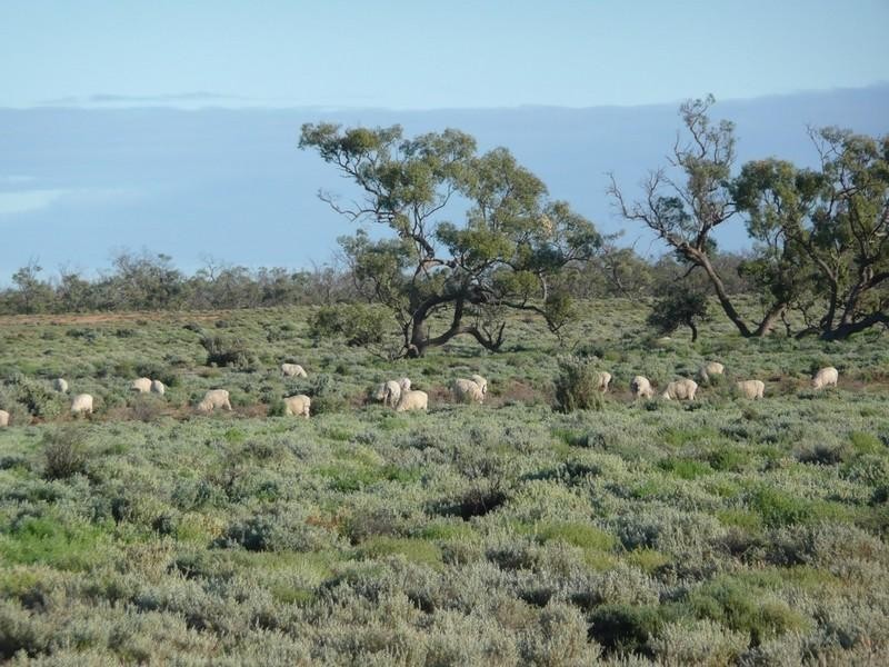 00 Thelangerin Station, Hay NSW 2711