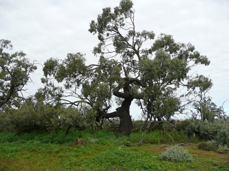 00 Thelangerin Station, Hay NSW 2711