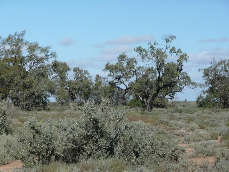 00 Thelangerin Station, Hay NSW 2711