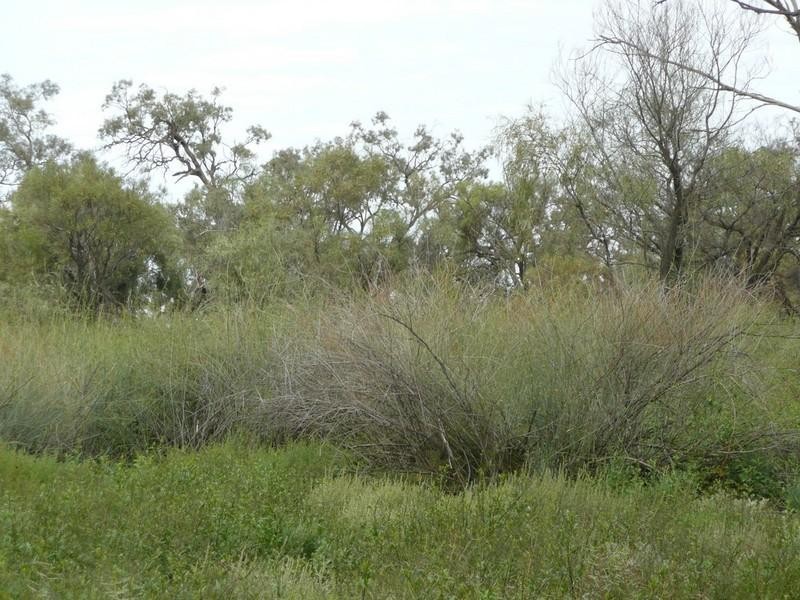 00 Thelangerin Station, Hay NSW 2711