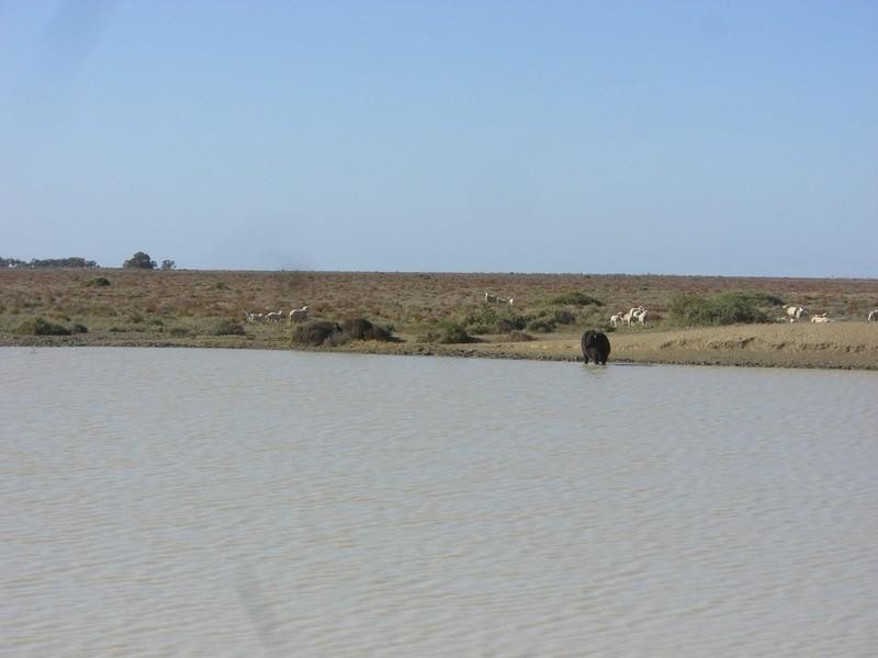 00 Newmarket, Maude Road, Hay NSW 2711