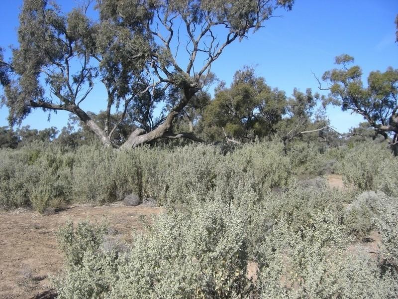 00 Newmarket, Maude Road, Hay NSW 2711